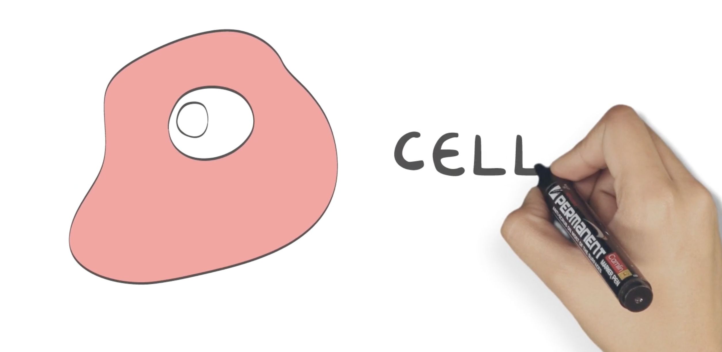 Animator's hand drawing the first cell