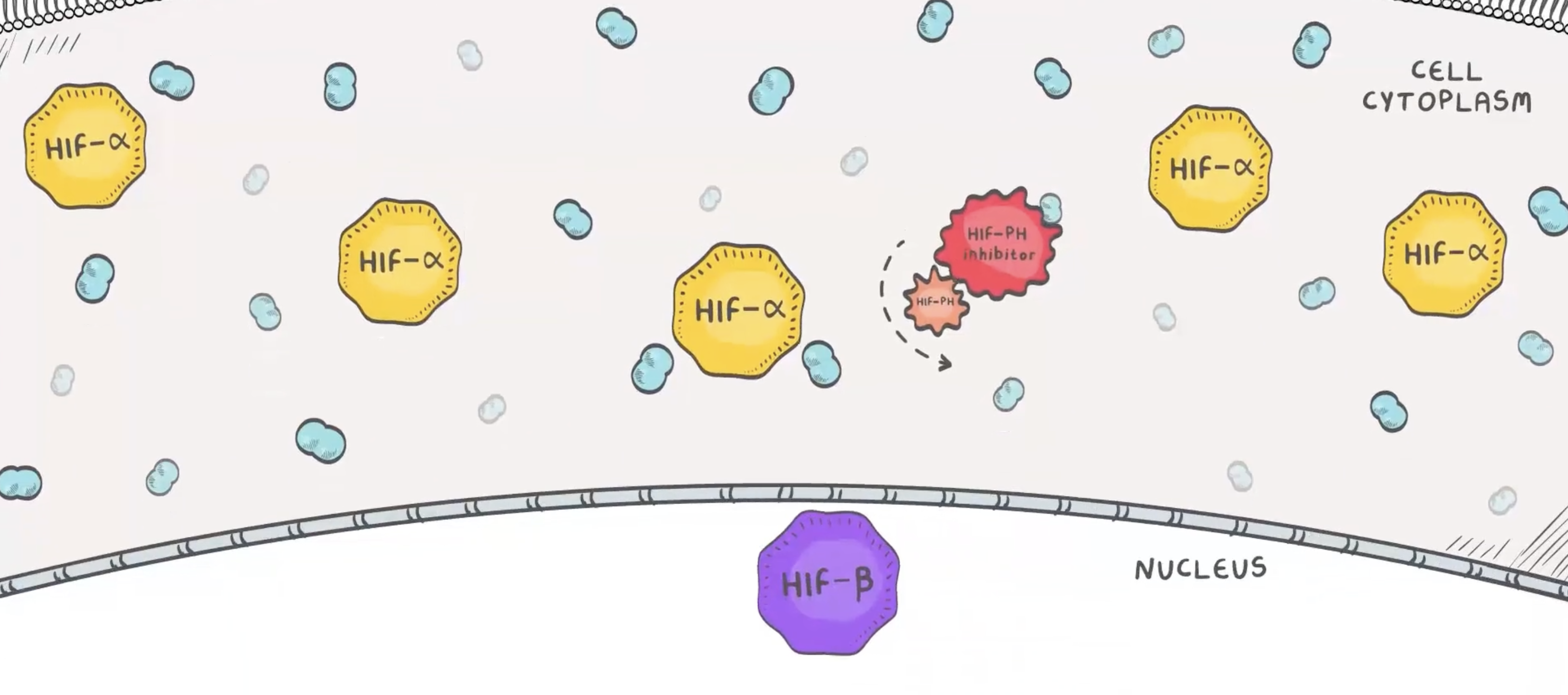 HIF-PH enzymes mark HIF-α for degradation