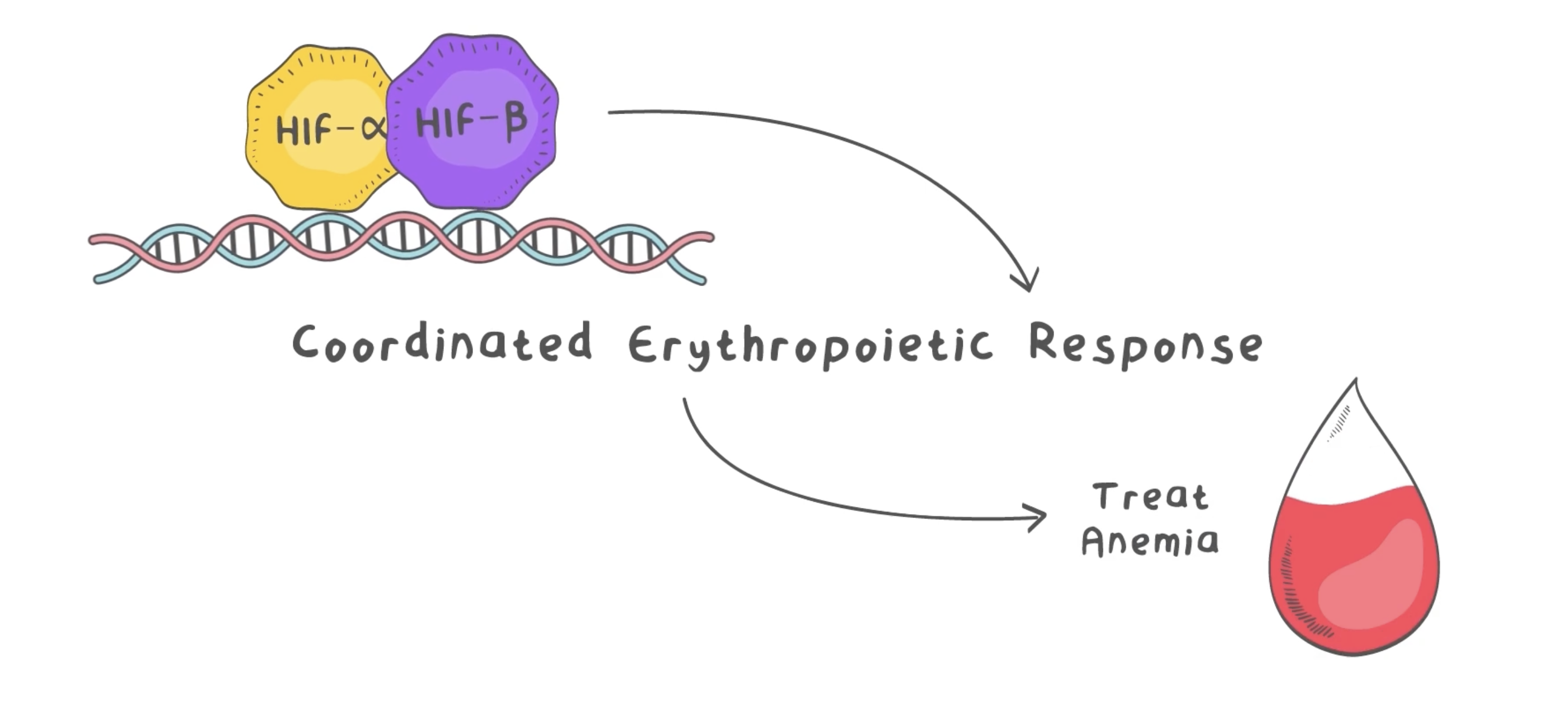 DNA activation: coordinated erythropoietic response