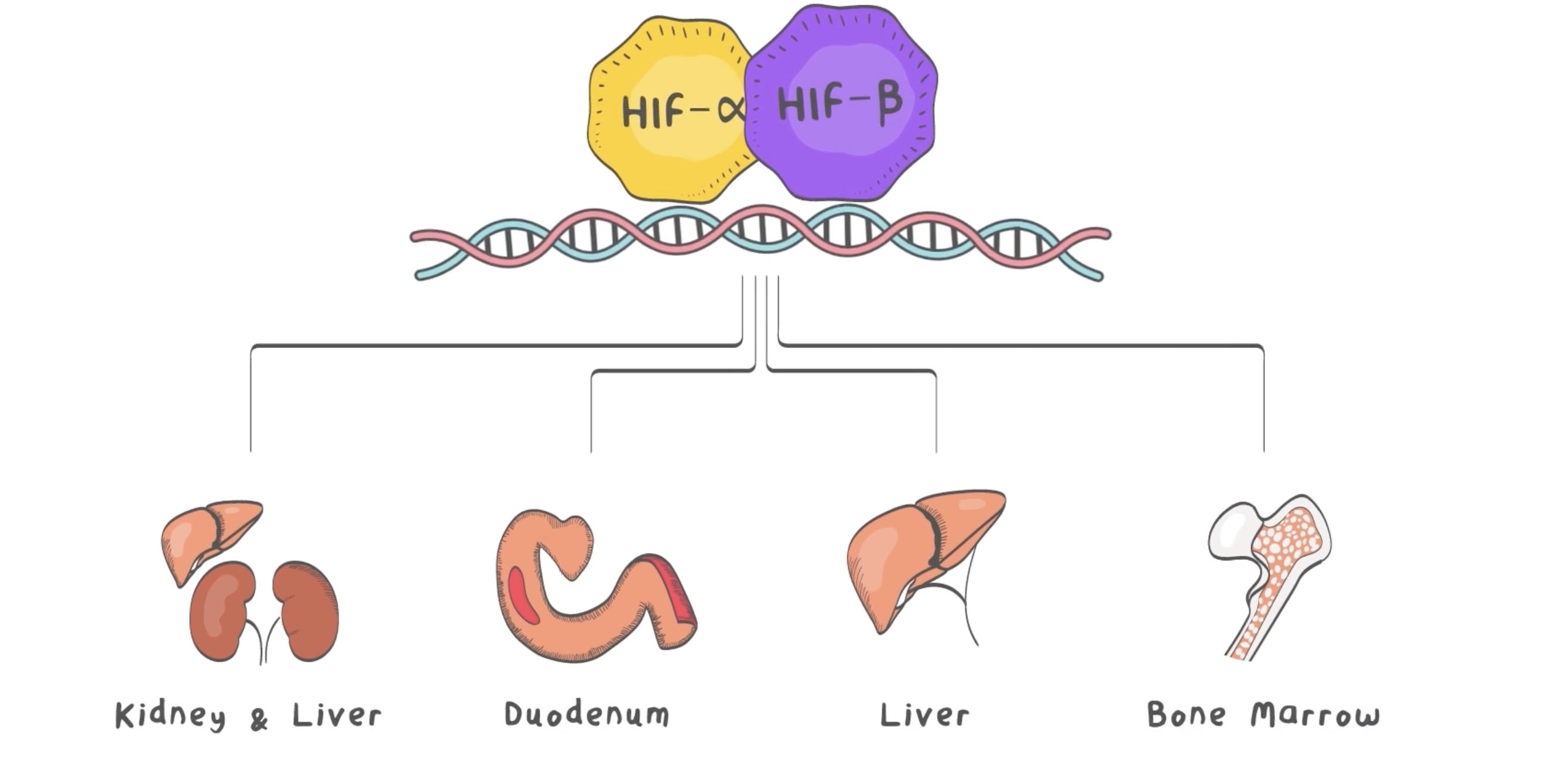 Full erythropoiesis: kidney, liver, bone marrow