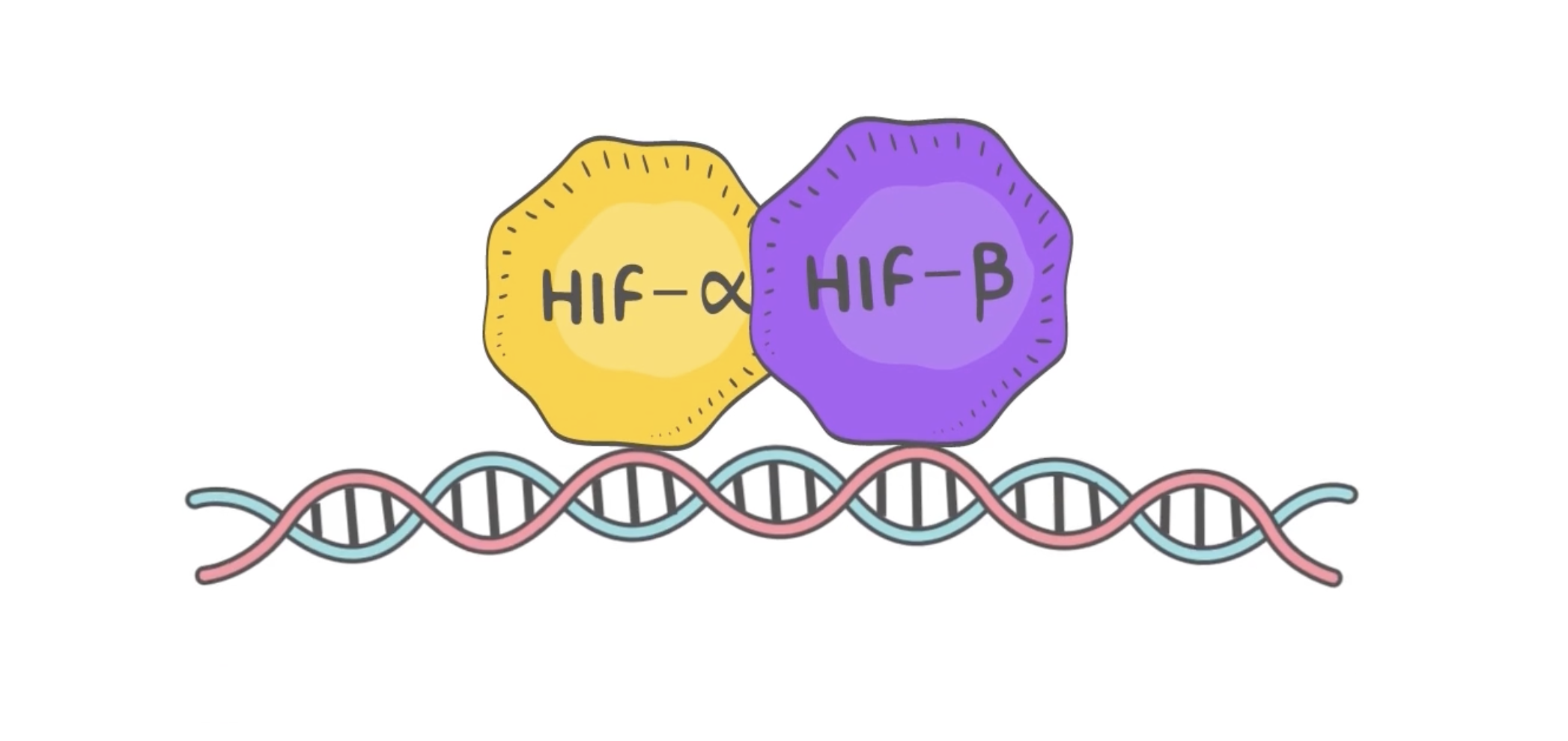 HIF-α and HIF-β dimerize to activate transcription