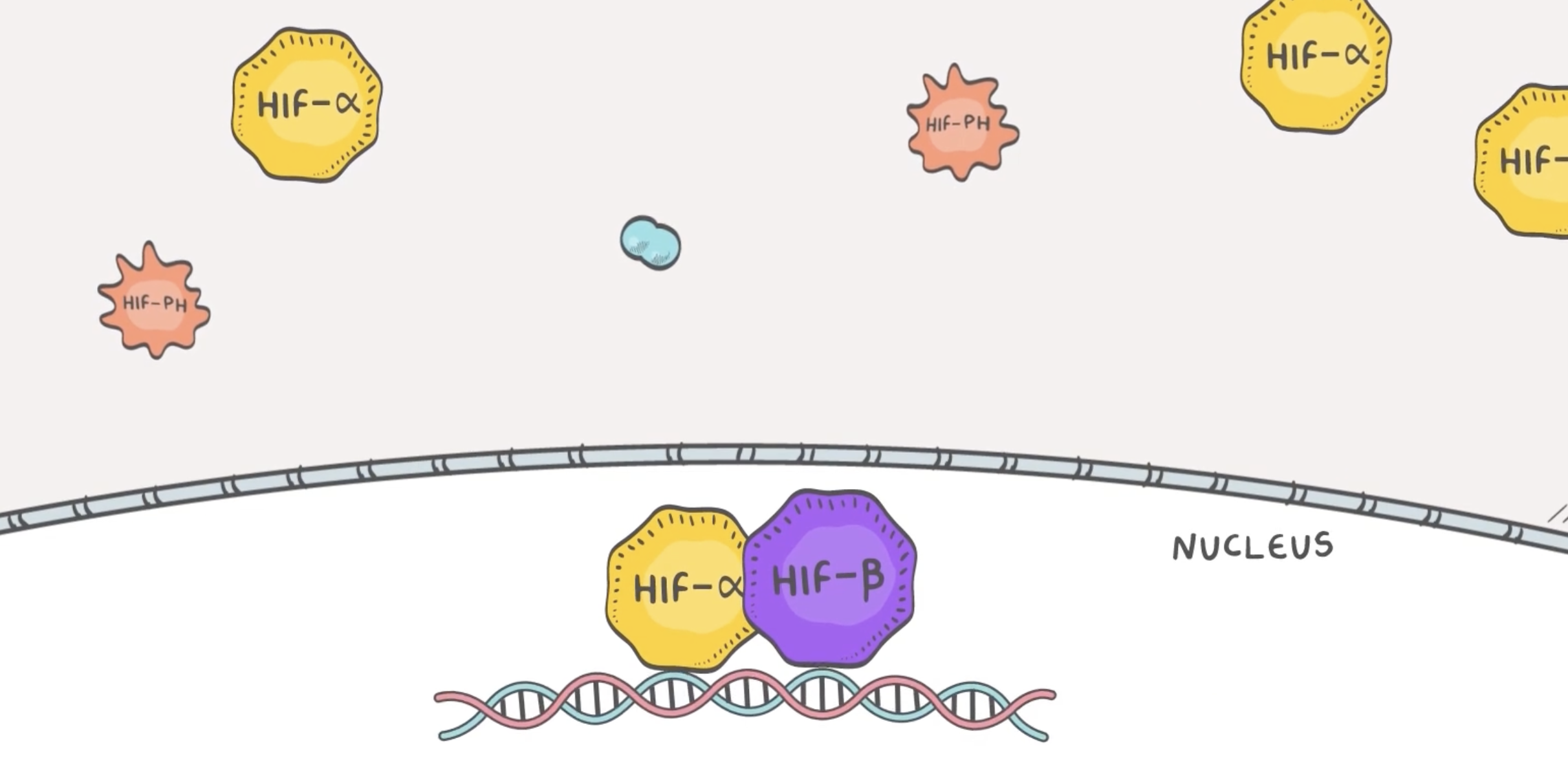 Hypoxia sensing: oxygen levels trigger HIF pathway